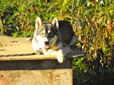 Sled Dog of the Week