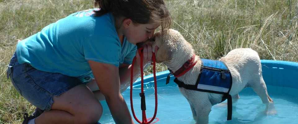 Service Dog Training | Alaska Dog Works