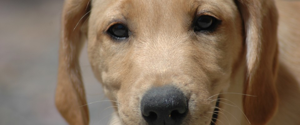 Dog Training | Alaska Dog Works