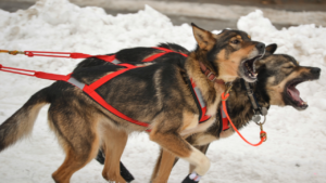 Success Isn’t Just About Winning Races; It’s About The Journey You Take With Your Dogs