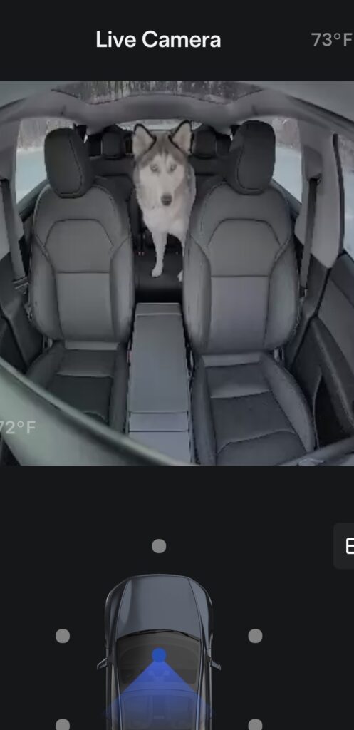 Robert Forto Dog Mode Tesla Model Y